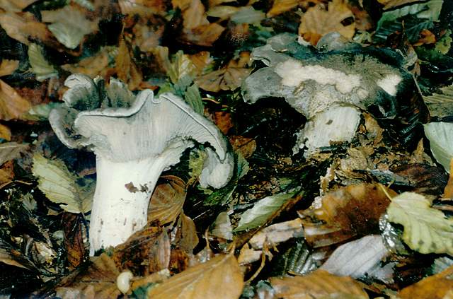 Lyophyllum  helvella  (Boudier)  Clmenon